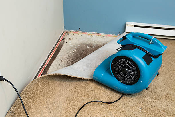 Best Mold removal after water damage  in Sherwood, WI